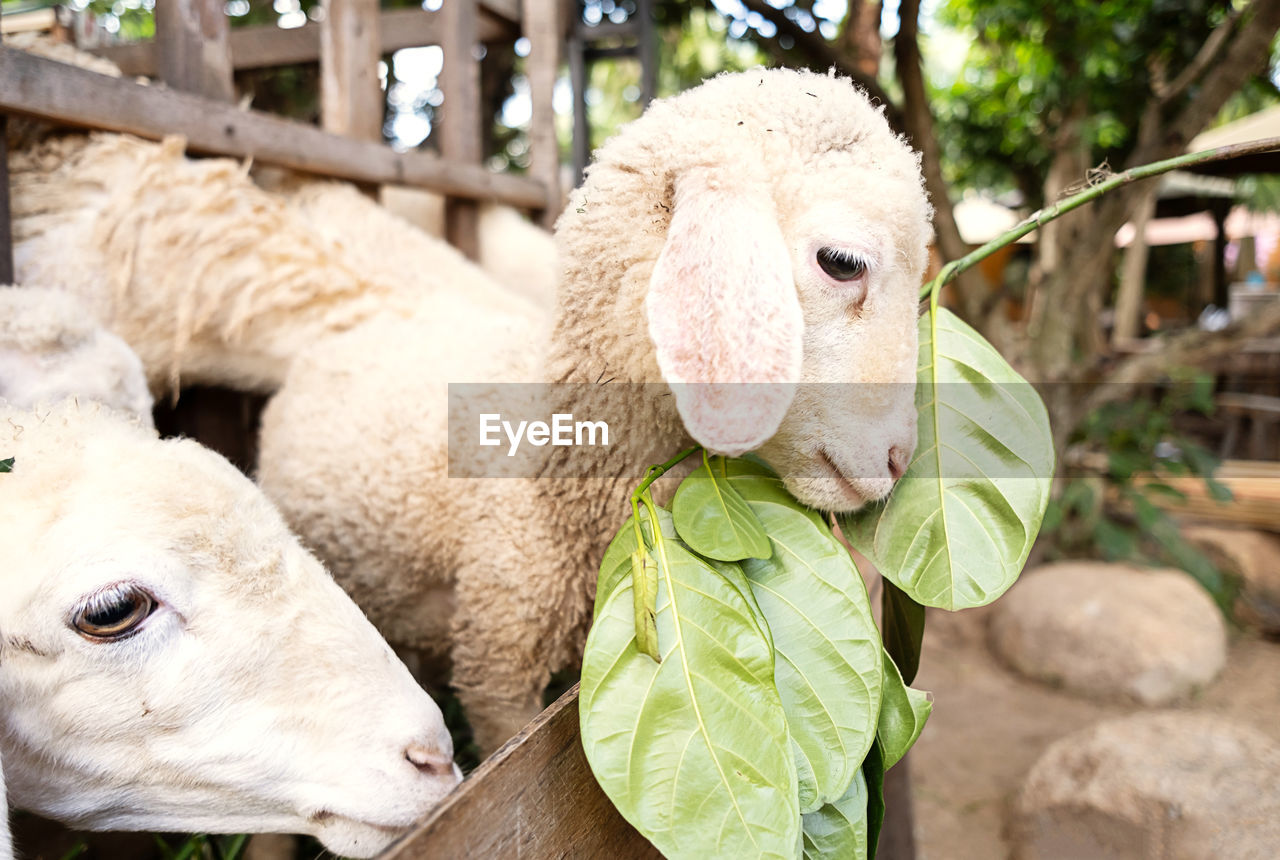 Cute little lamb. animal portrait.