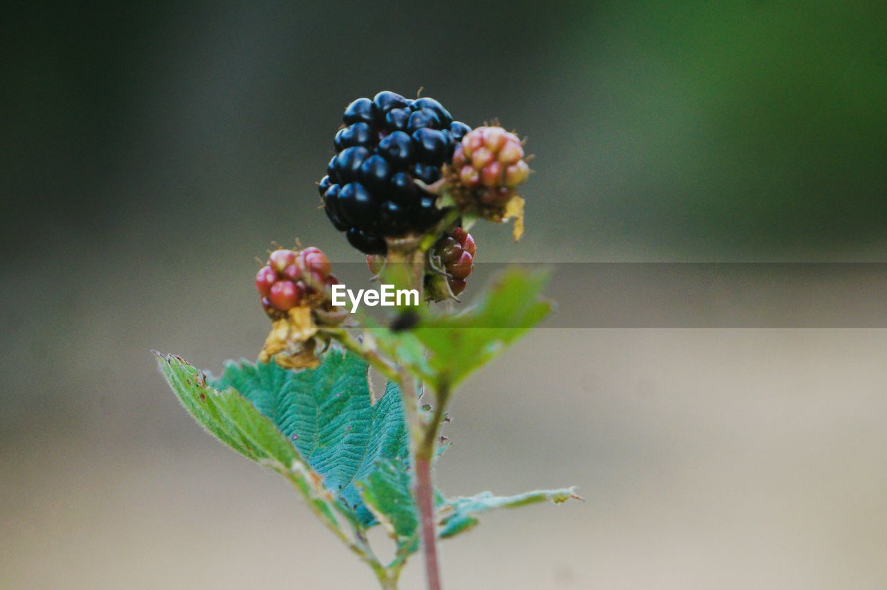 Close-up of blackberry plant