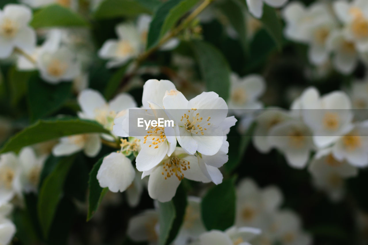 Close-up of white flowering plant