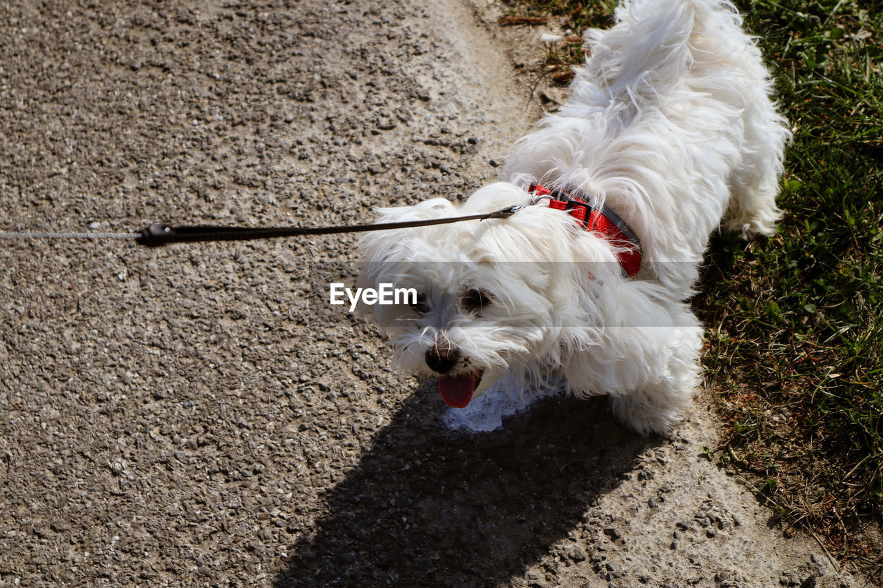 animal themes, pet, domestic animals, animal, one animal, canine, dog, mammal, maltese, puppy, leash, white, high angle view, no people, lap dog, sunlight, day, nature, pet leash, bichon, shadow, west highland white terrier, outdoors, animal hair, portrait