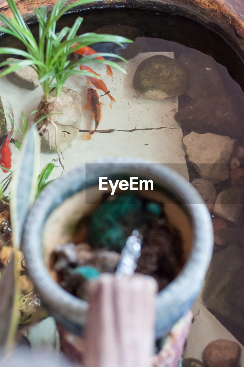 CLOSE-UP OF HAND FEEDING TURTLE