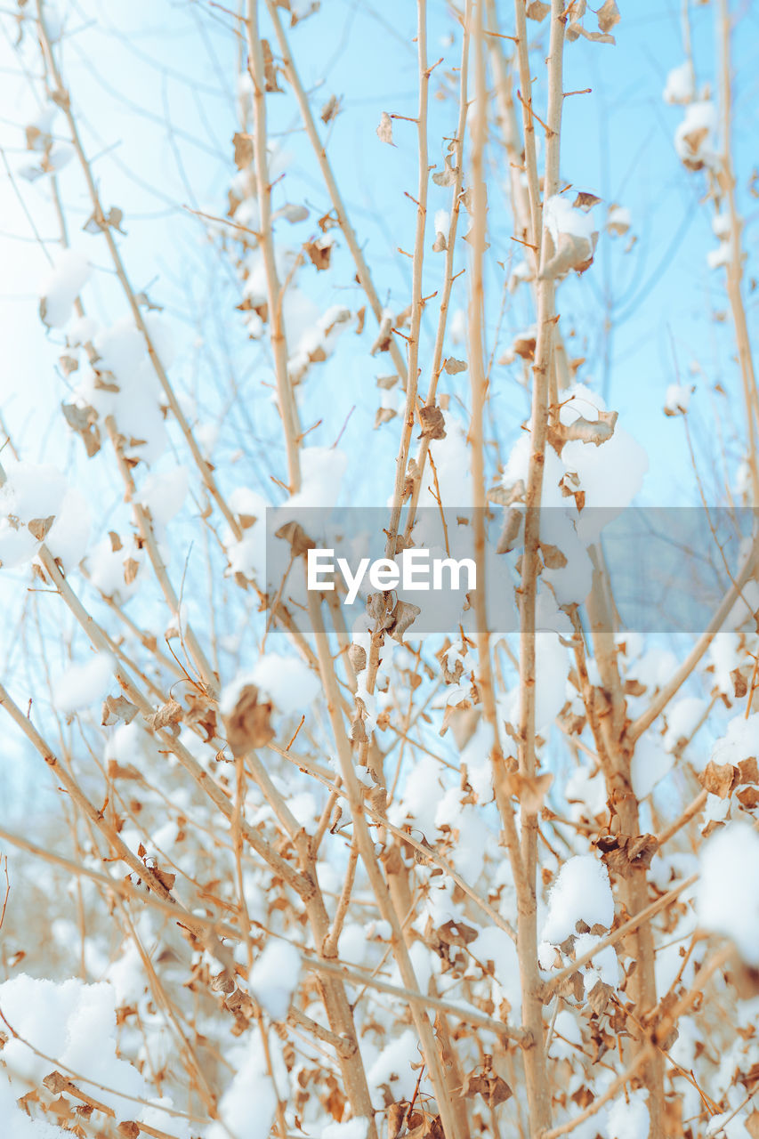 plant, branch, twig, tree, nature, beauty in nature, no people, growth, flower, spring, day, frost, winter, blossom, flowering plant, sky, springtime, freshness, low angle view, close-up, outdoors, tranquility, fragility, backgrounds, white, leaf, focus on foreground, plant stem, blue
