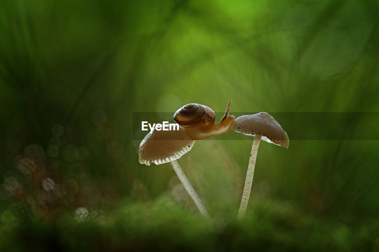 Close-up of mushroom growing on field