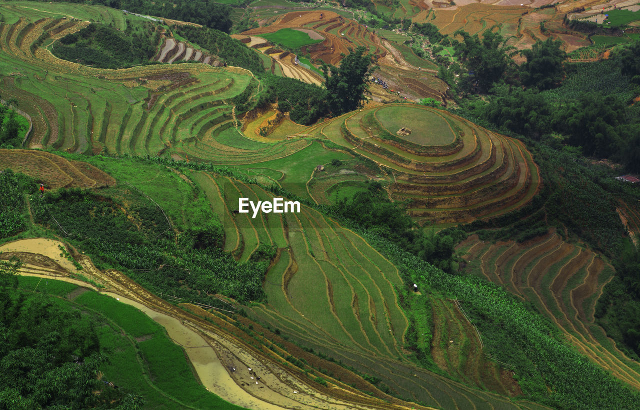 High angle view of agricultural field