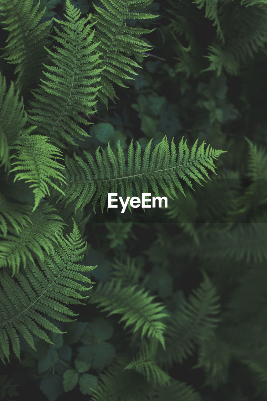 Moody and artistic overhead shot of winding ferns on forest floor
