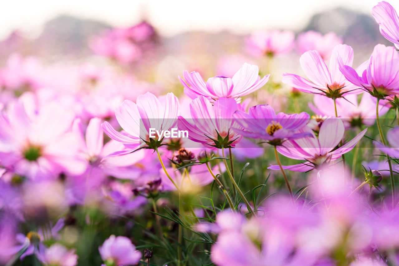 A field of pink starburst flowers with the light of the sunset