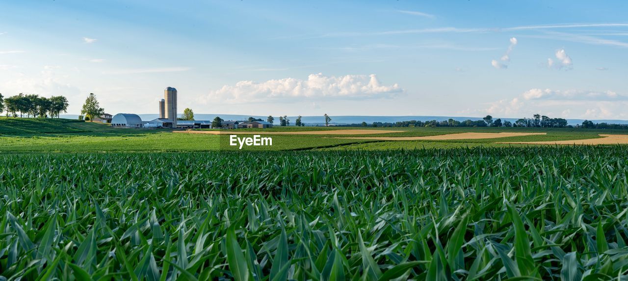 Scenic view of agricultural field against sky