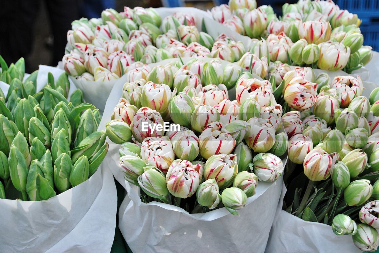 Close-up of fresh tulips in market for sale