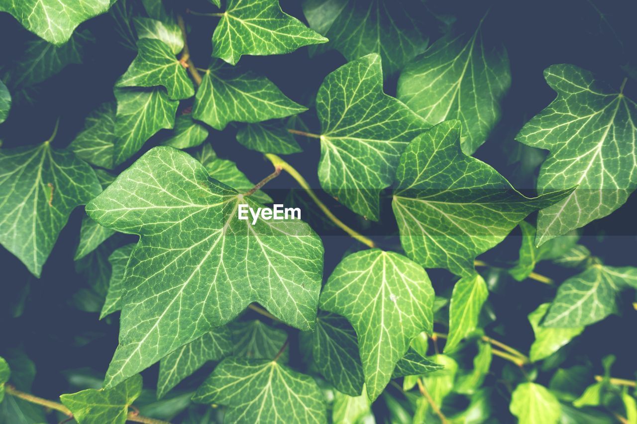 close-up of leaves