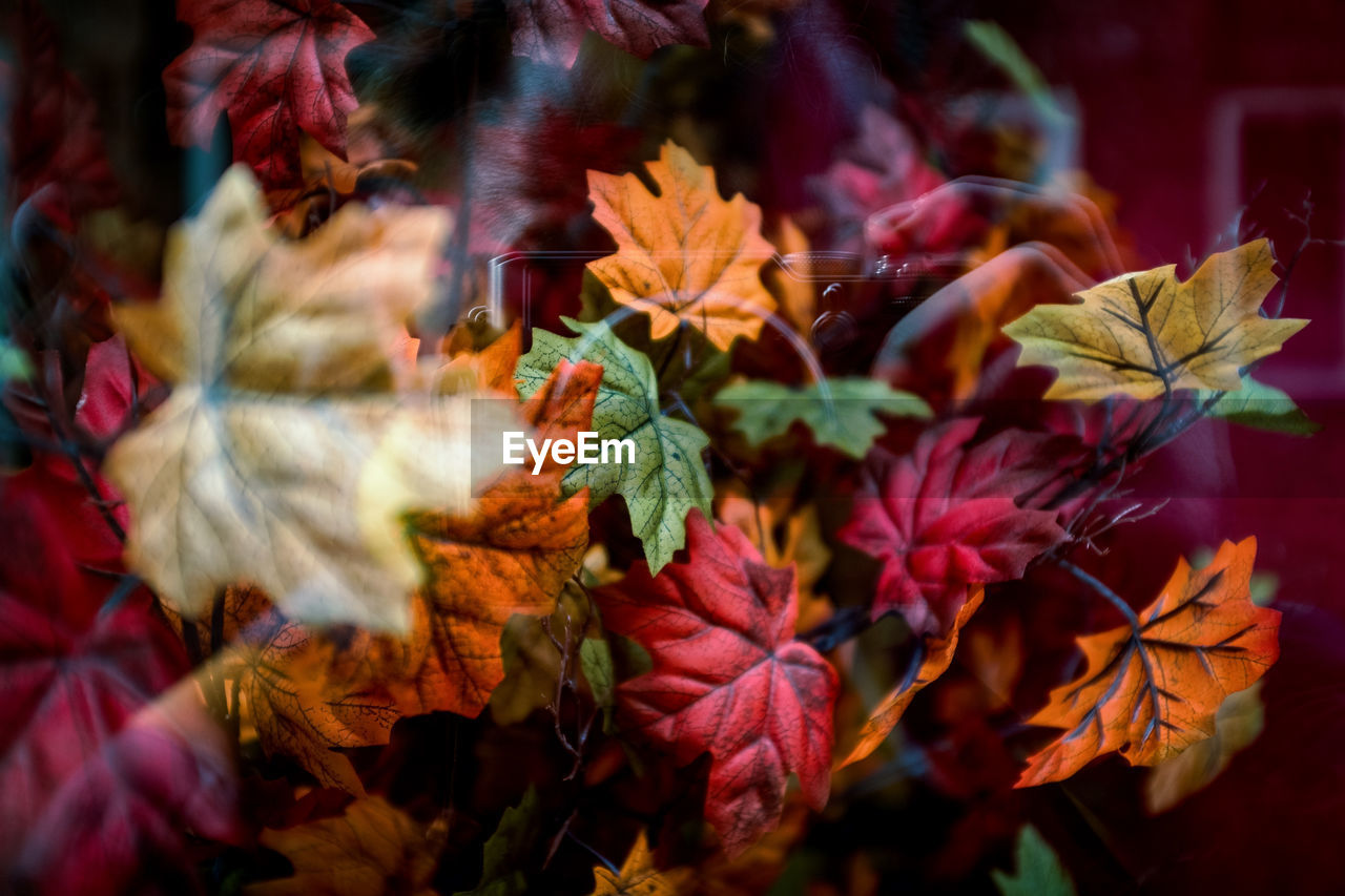 Close-up of maple leaves on plant during autumn