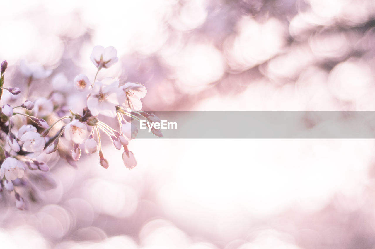 CLOSE-UP OF PINK CHERRY BLOSSOMS