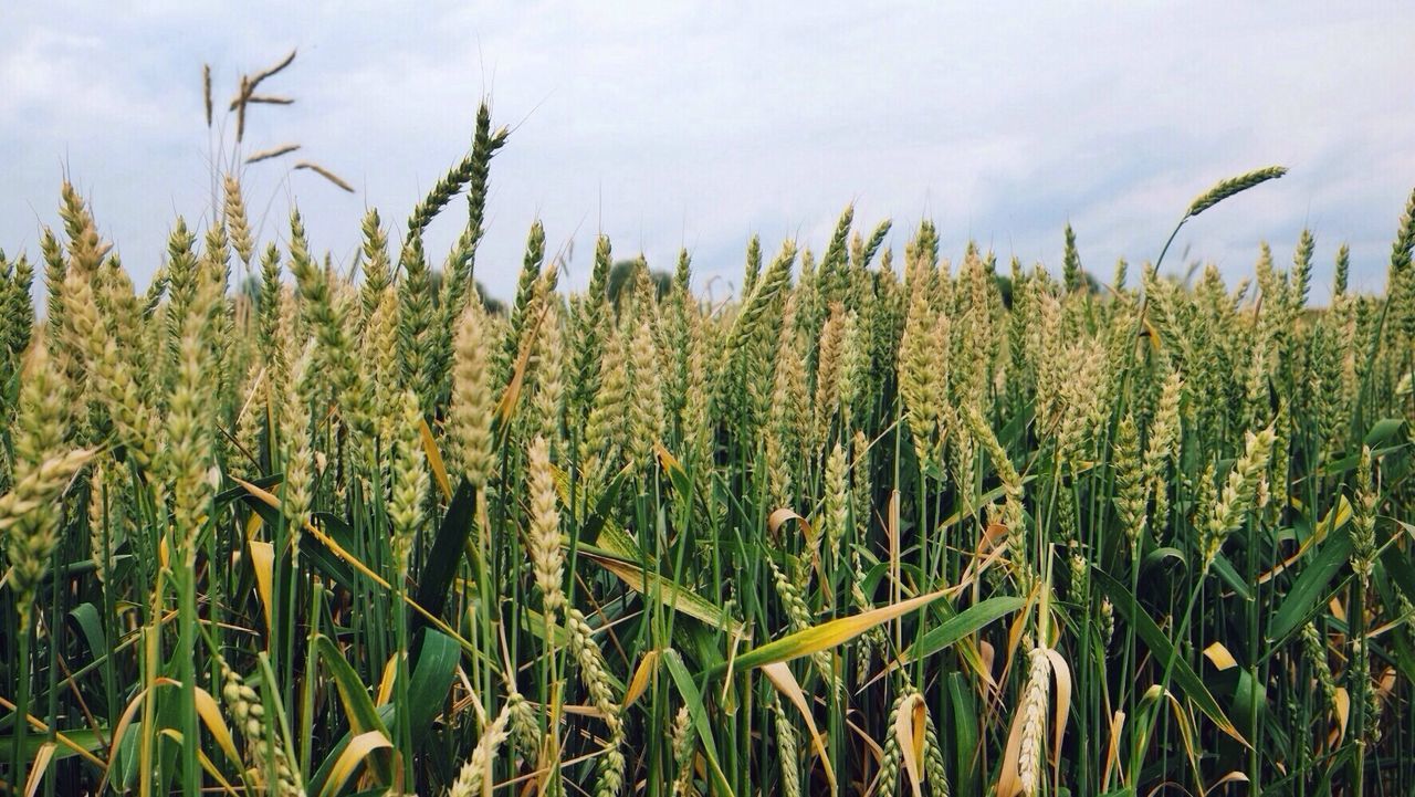 Wheat growing in farm against sky