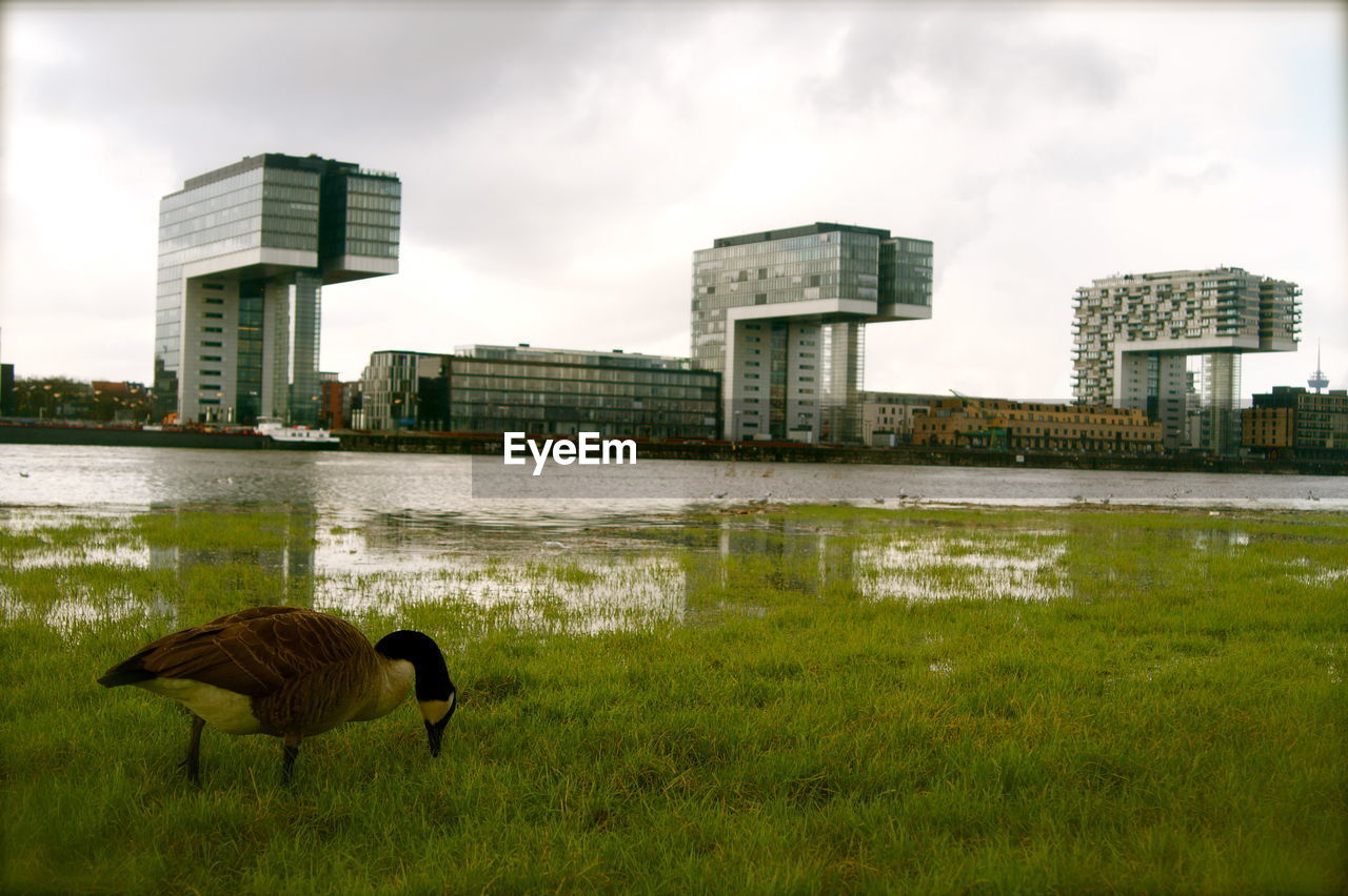 Canada goose on grassy field against sky in city