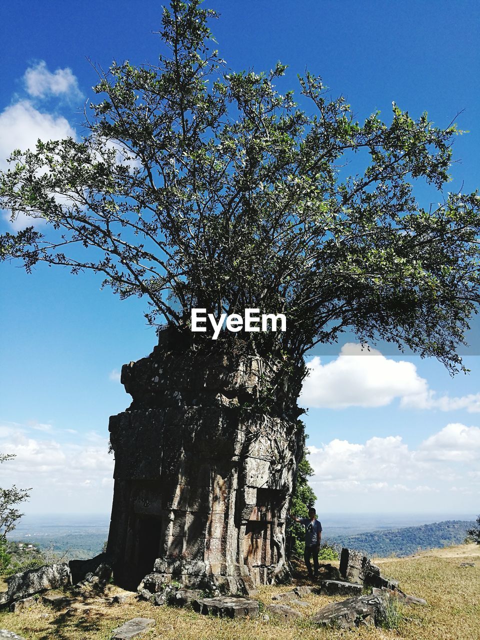 LOW ANGLE VIEW OF TREES AGAINST SKY