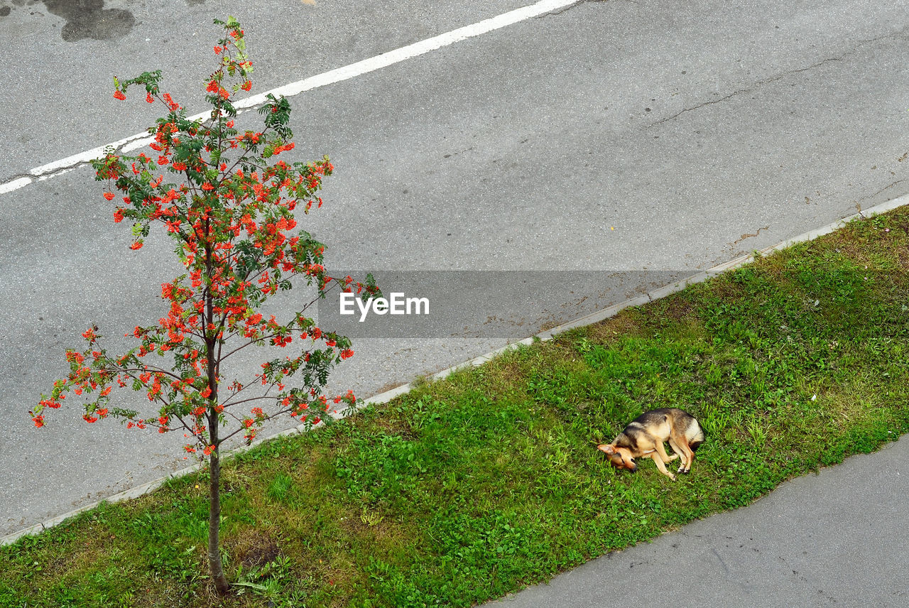 High angle view of dog sleeping on field by road