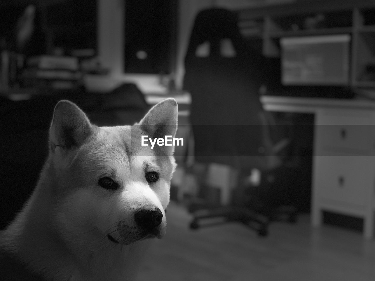 Close-up of a dog looking away