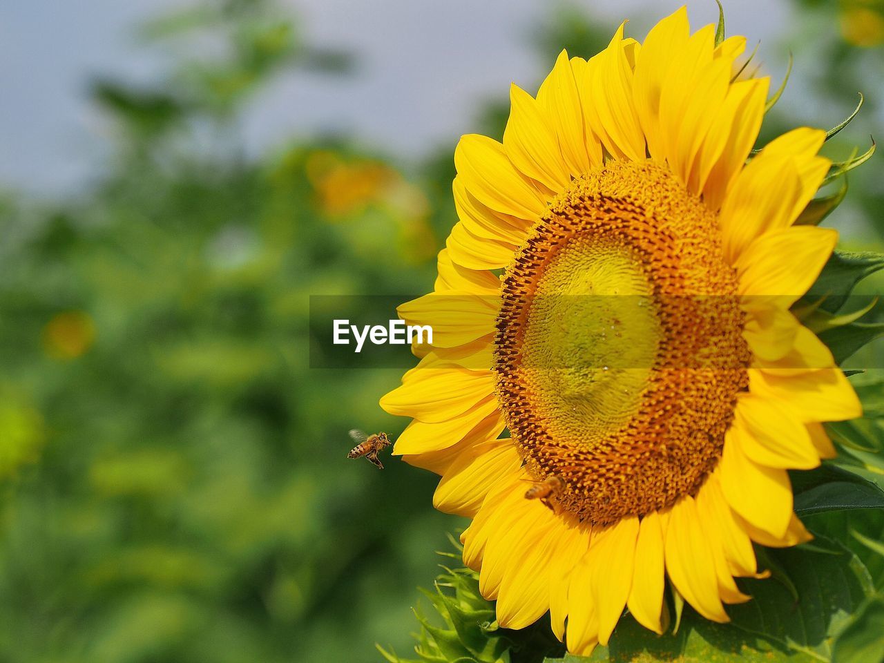 Close-up of sunflower blooming outdoors