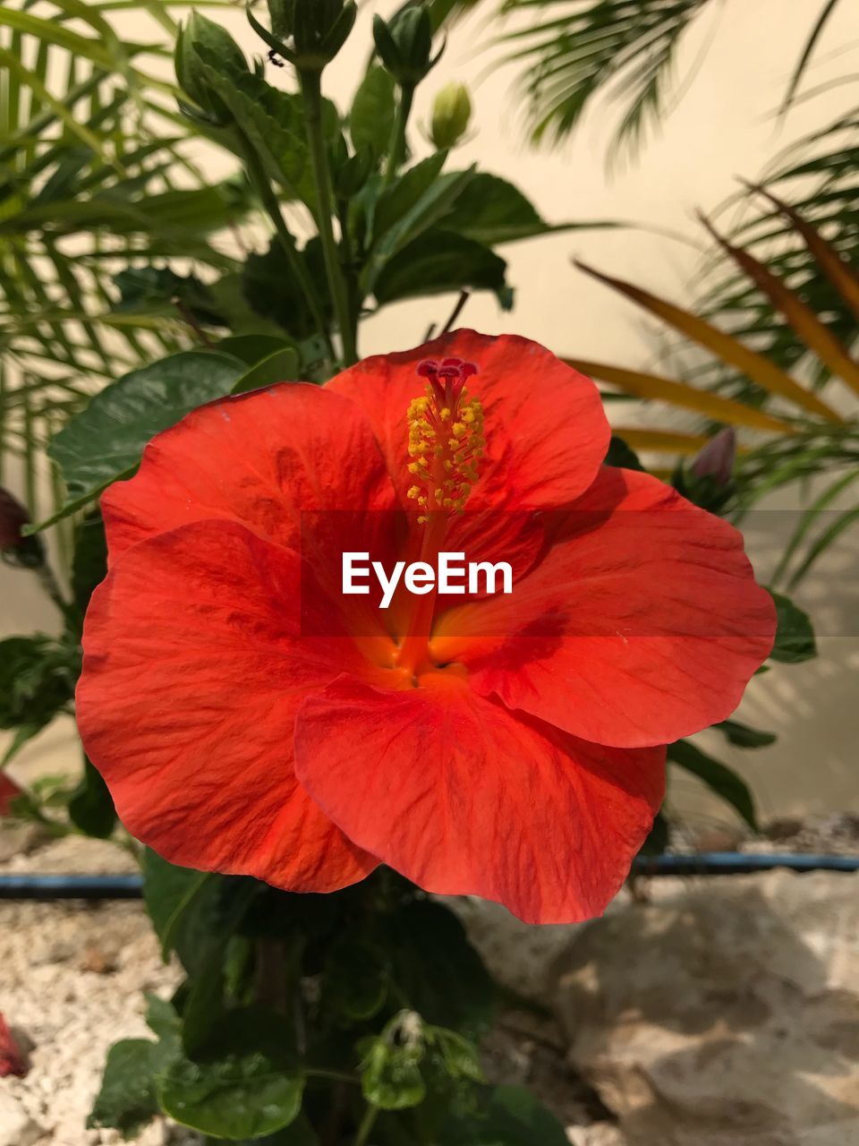 CLOSE-UP OF RED HIBISCUS BLOOMING
