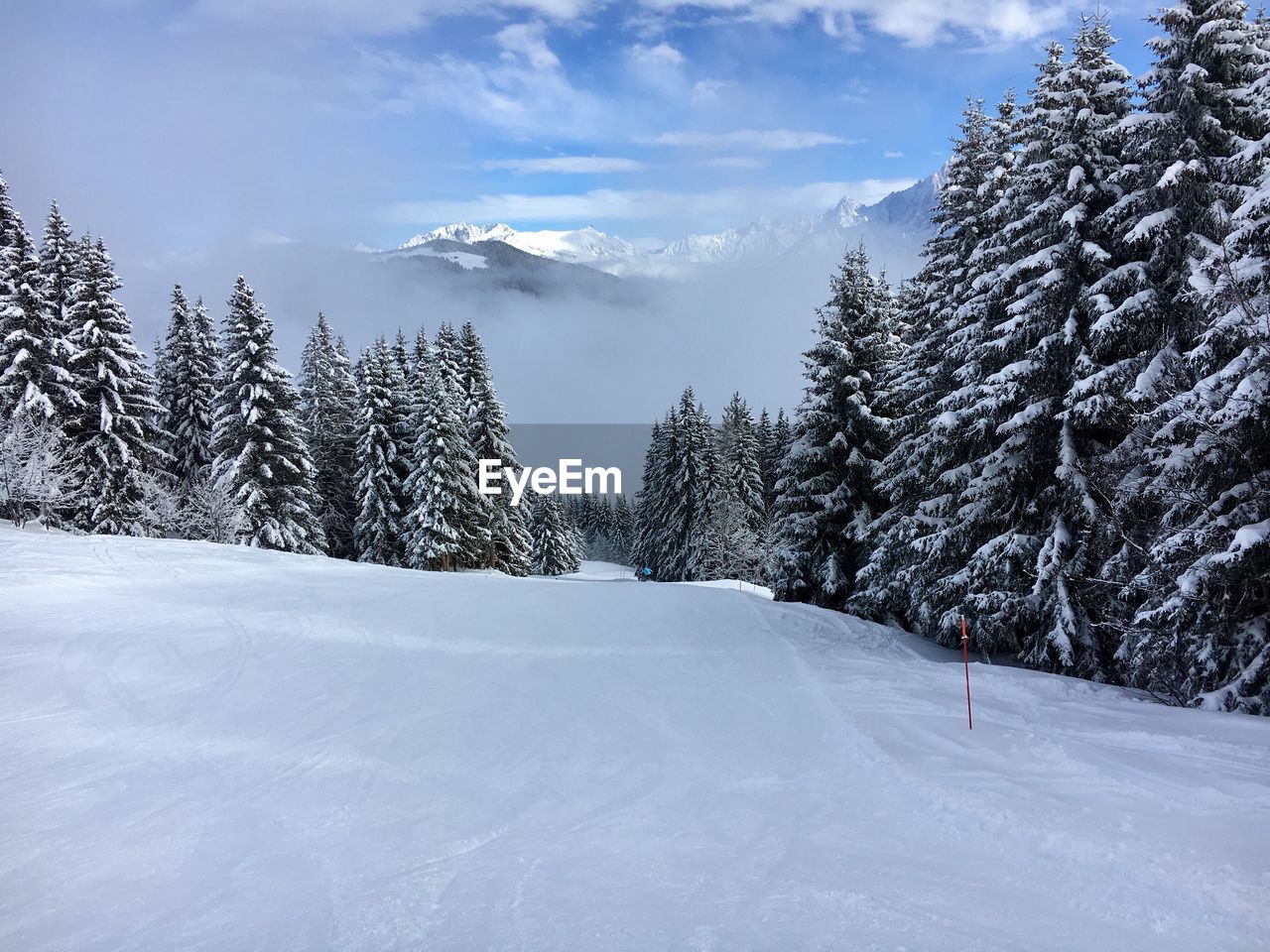 Trees on snow covered landscape against sky