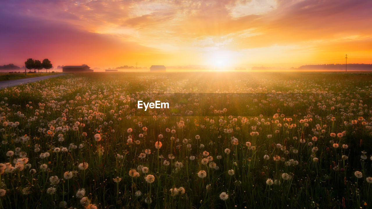 Scenic view of field against sky during sunset