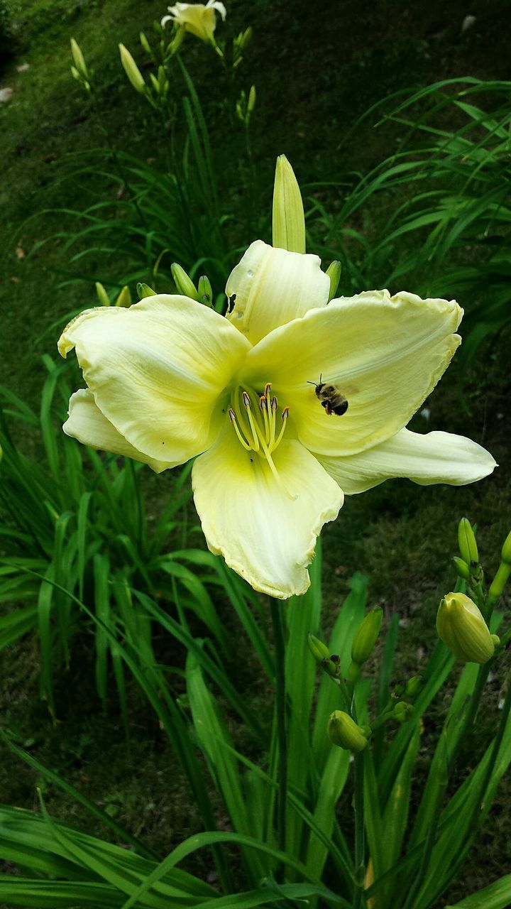 Bee on yellow flower in park