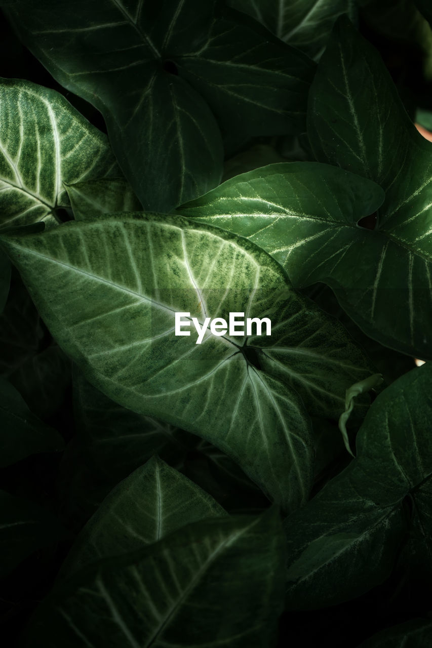 CLOSE-UP OF FRESH GREEN LEAVES