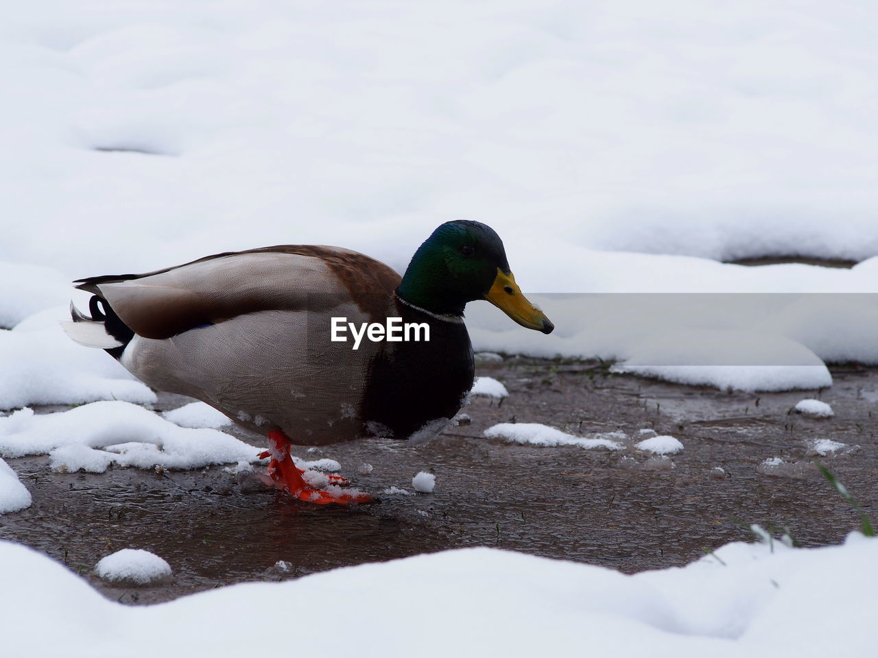 CLOSE-UP OF DUCKS ON FROZEN LAKE