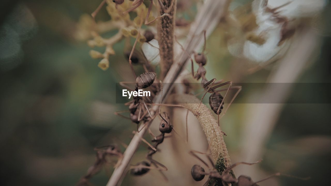 Close-up of dried plant