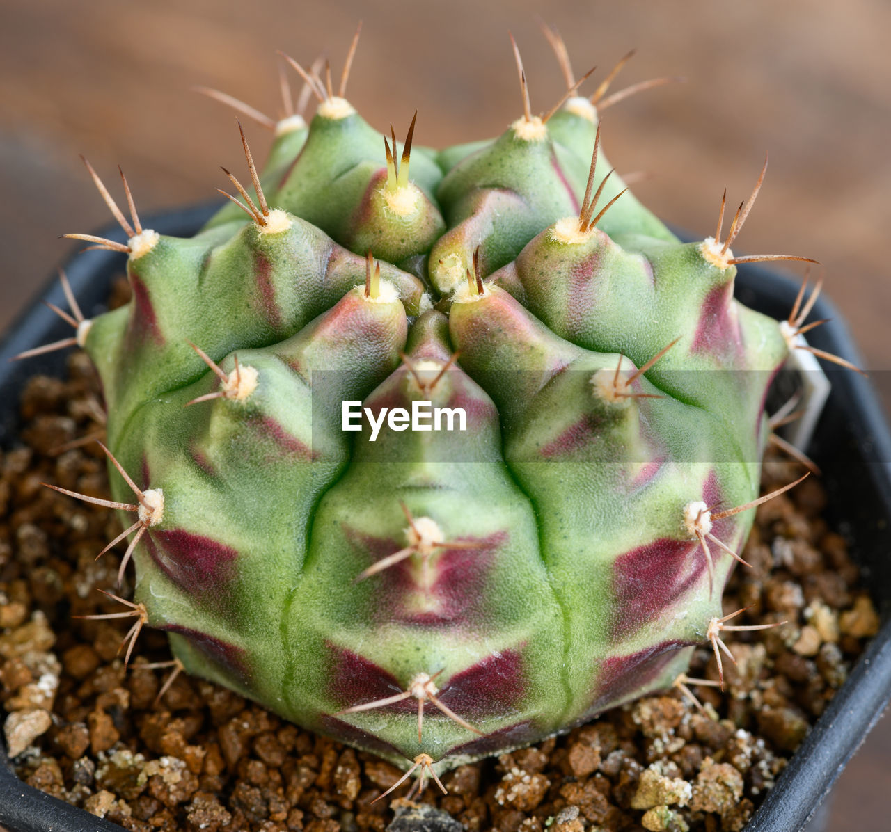 CLOSE-UP OF SUCCULENT PLANT