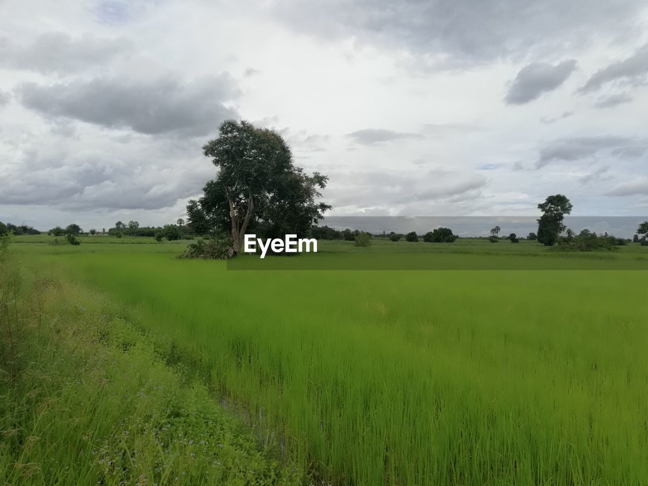 TREES ON FIELD AGAINST SKY