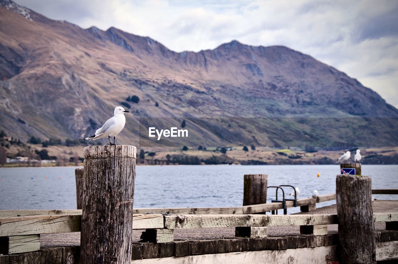 Seagull perching on wooden post in sea against mountains