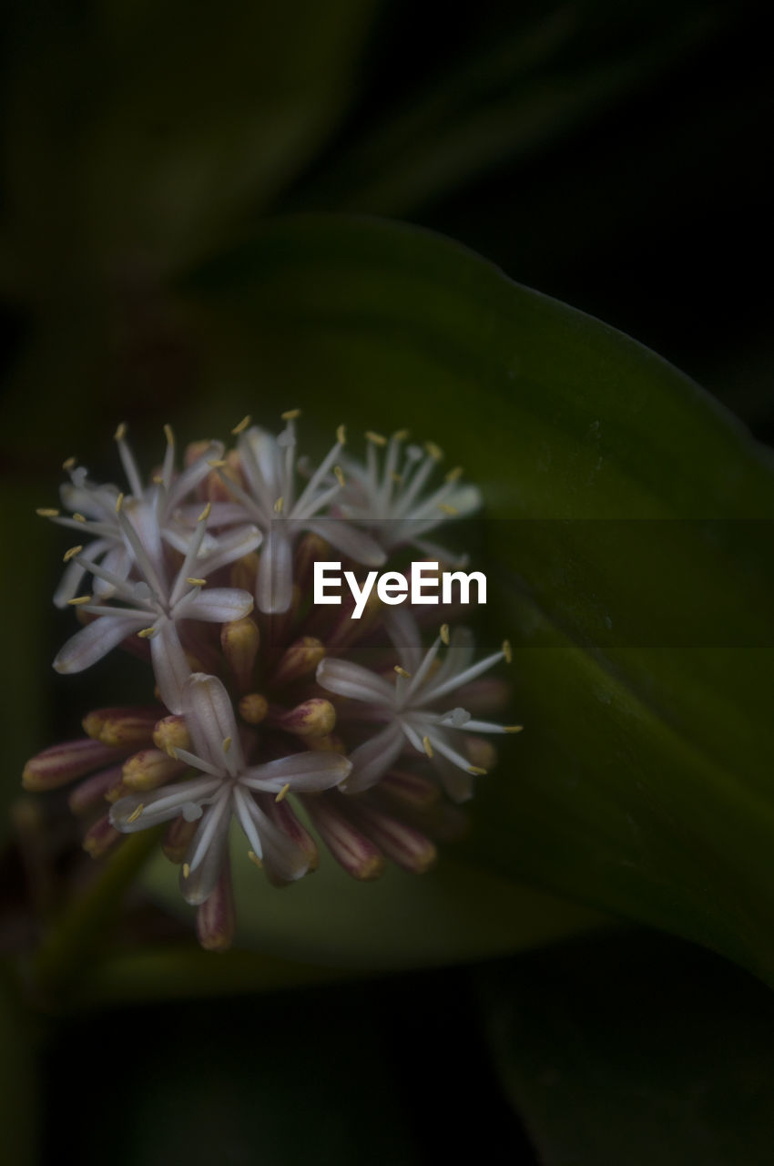 CLOSE-UP OF GREEN FLOWER