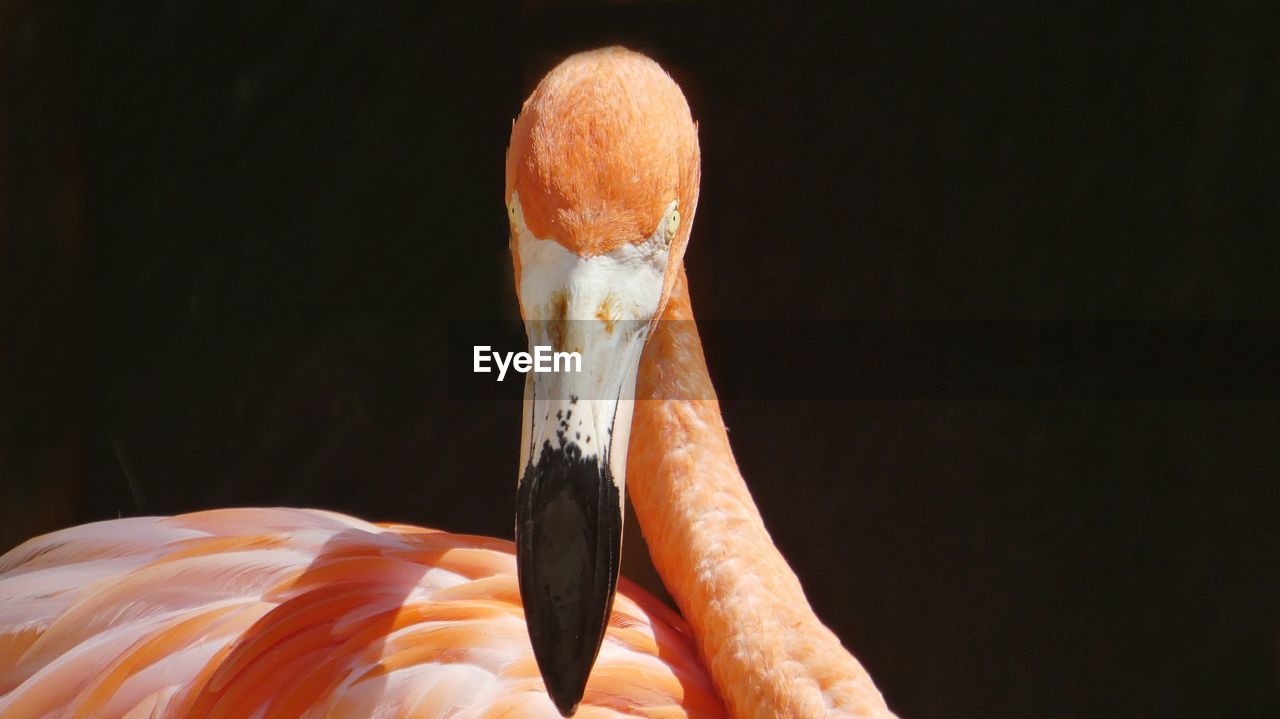 Close-up portrait of a flamingo against dark background 