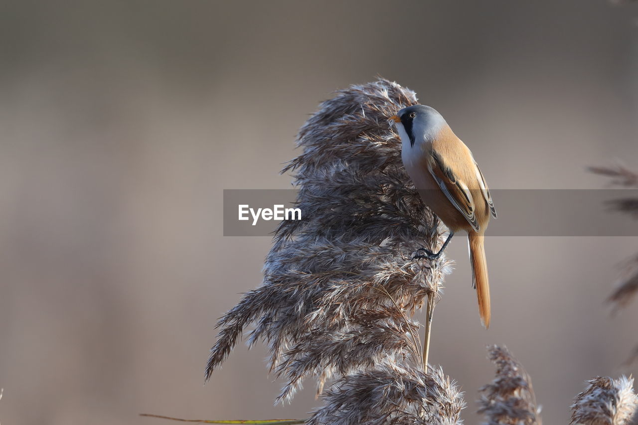 A bearded reedling feeding