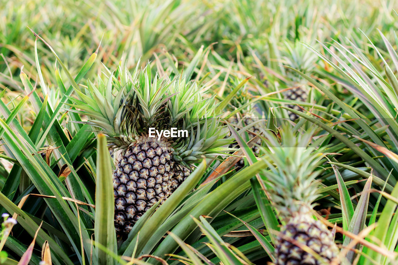 close-up of pineapple on grass