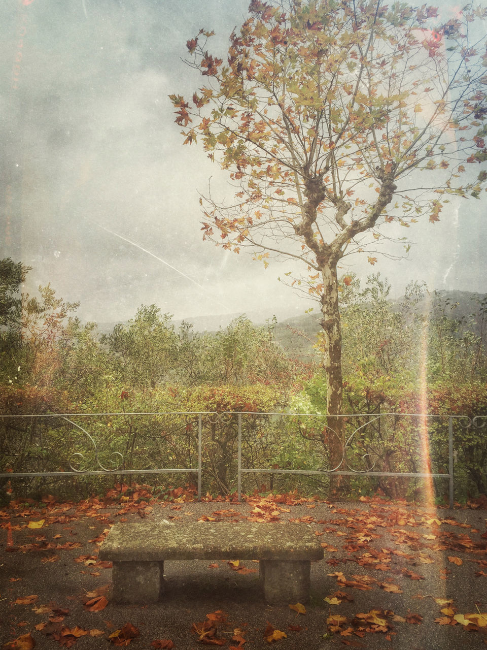 VIEW OF TREES AGAINST SKY