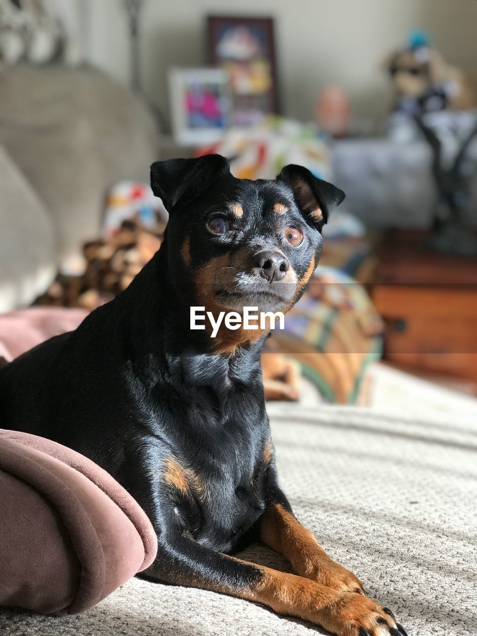 Close-up of a dog looking away