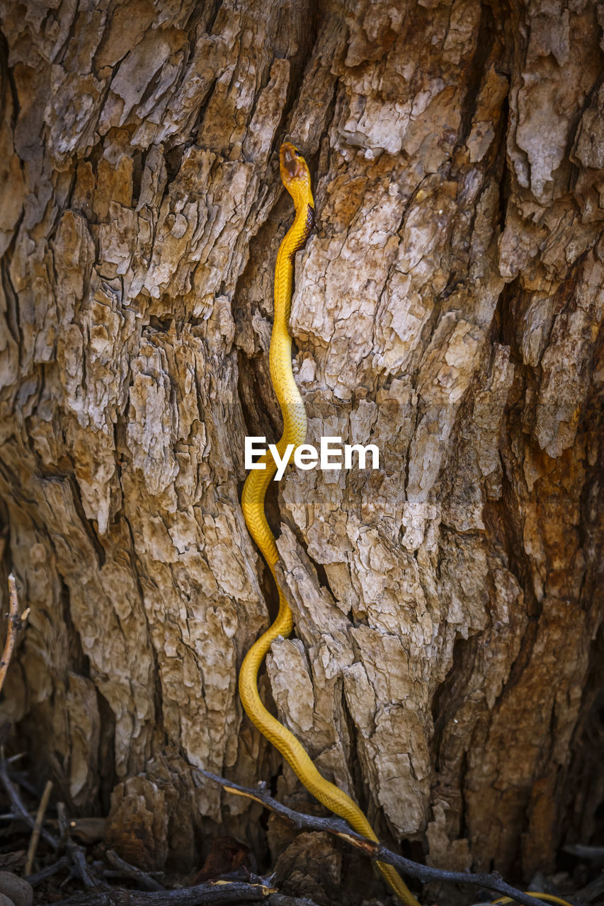 cave, tree, nature, tree trunk, no people, plant, trunk, yellow, reptile, animal, animal themes, animal wildlife, outdoors, snake, day, textured, environment, branch, one animal, close-up, wildlife, land