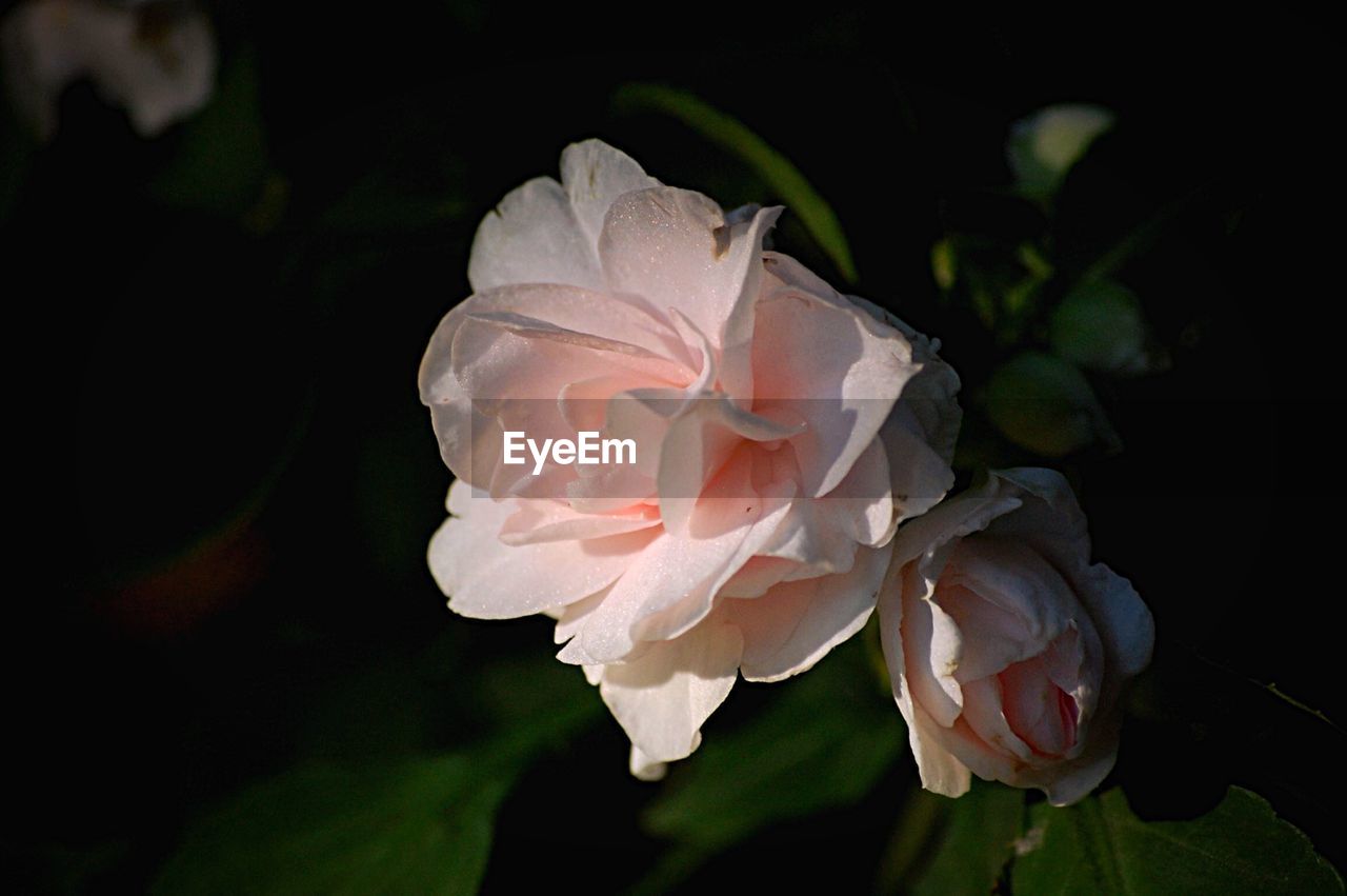 Close-up of roses blooming outdoors