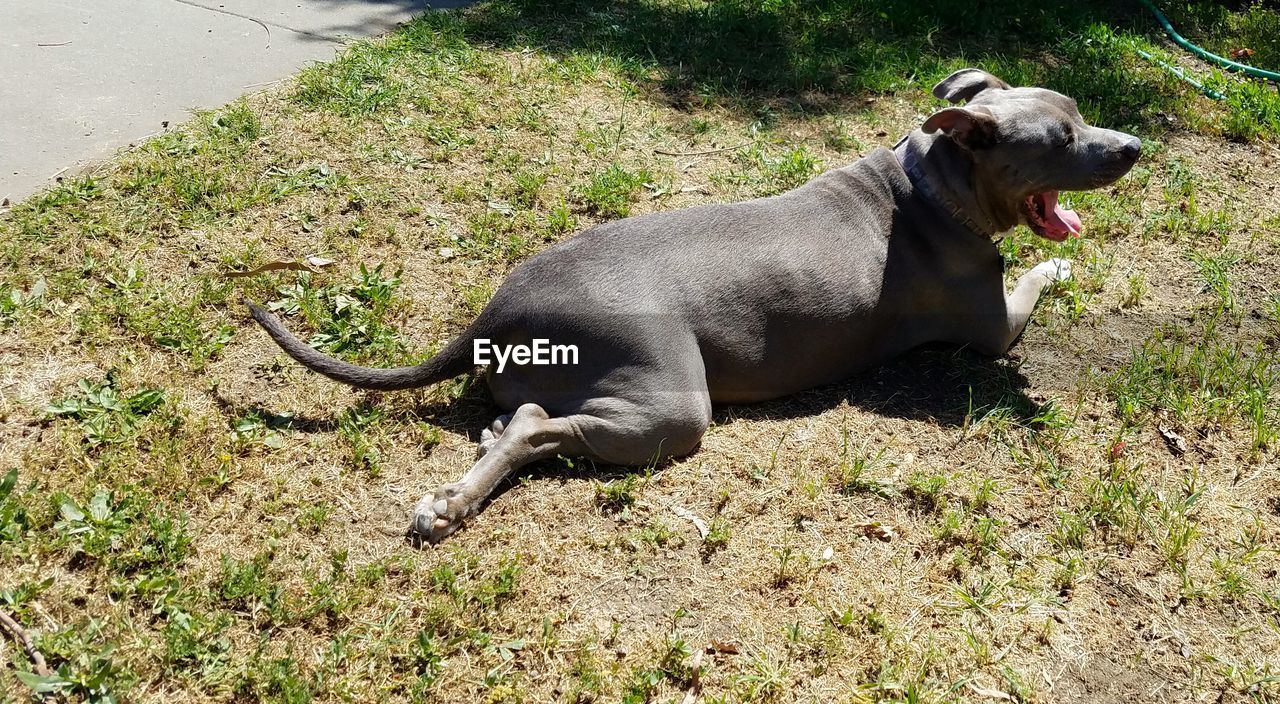 HIGH ANGLE VIEW OF DOG ON FIELD AGAINST GRASS