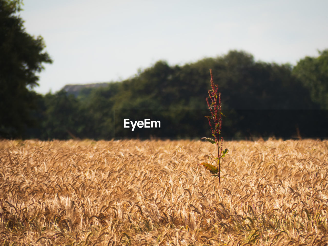 High angle view of stalks in field against sky