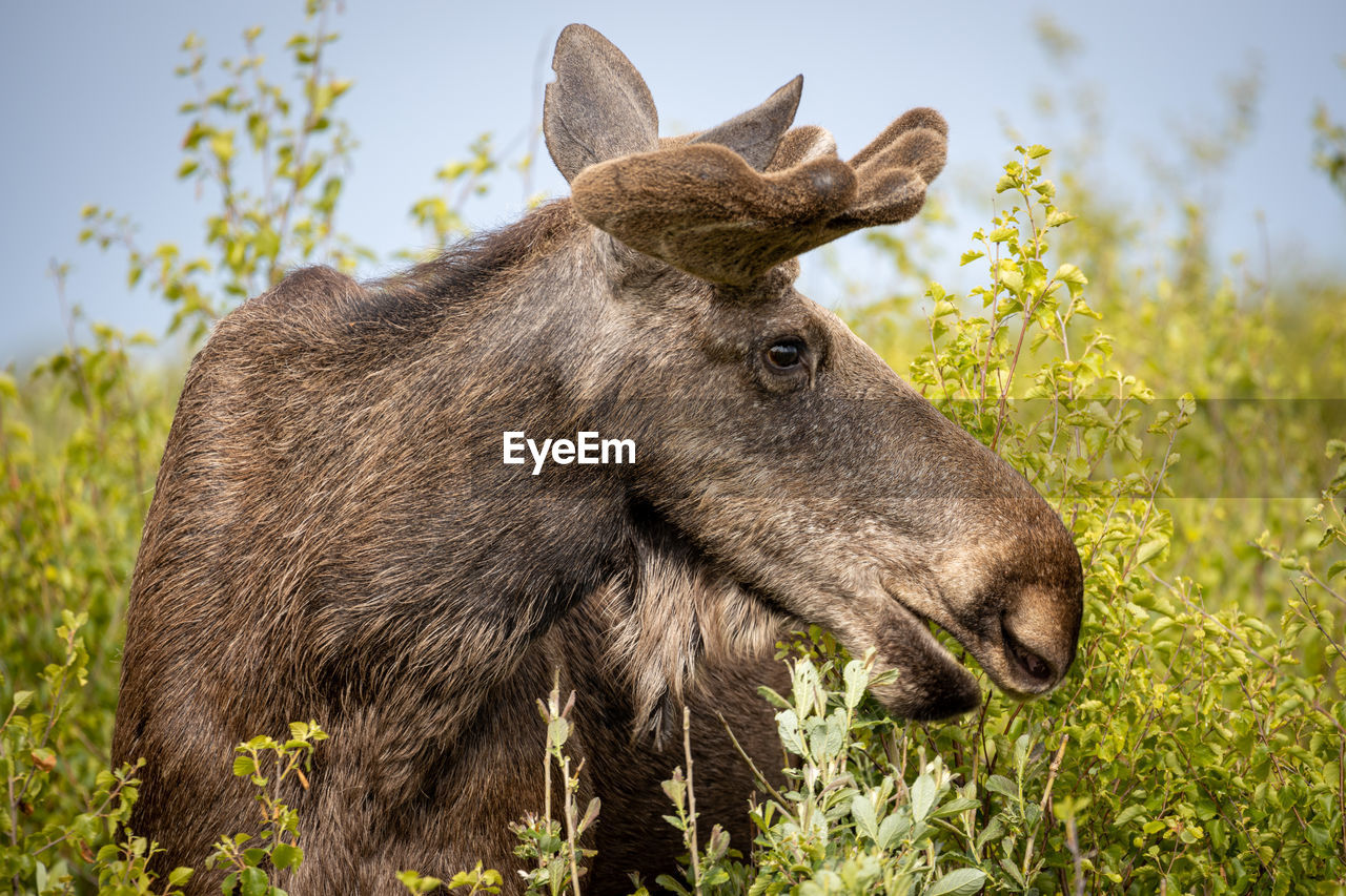Close-up of a moose on field