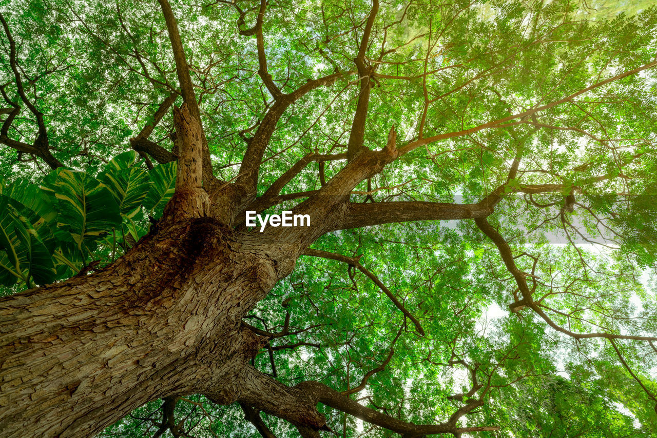 Bottom view of tree trunk to green leaves of big tree in tropical forest with sunlight. 