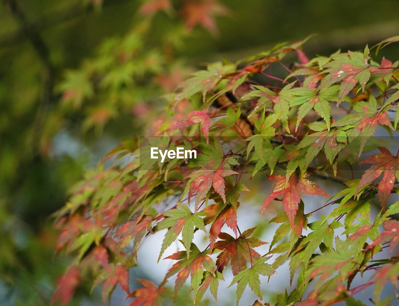 tree, leaf, plant part, plant, autumn, nature, branch, maple, beauty in nature, shrub, no people, flower, environment, outdoors, close-up, multi colored, land, day, red, selective focus, forest, maple tree, green, growth, landscape, tranquility, focus on foreground, maple leaf, social issues, water, travel