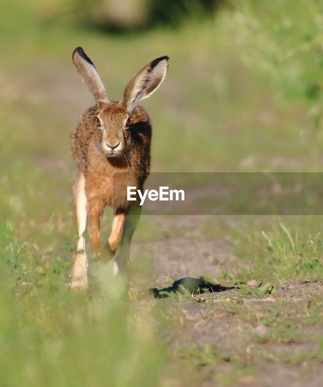 Hare on field