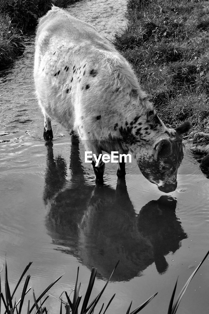 Cow in water