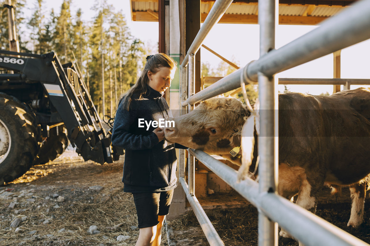 Female farmer stroking cow through fence at stable