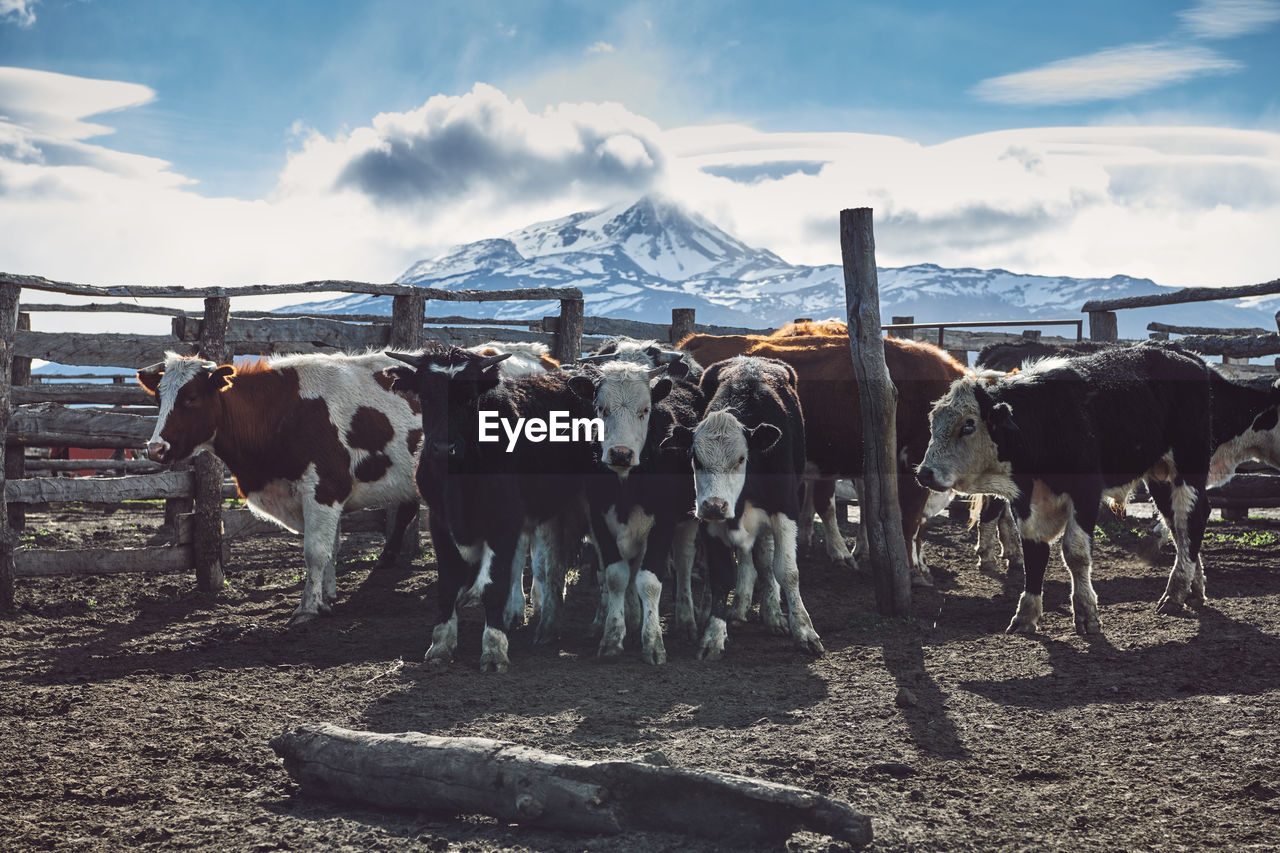 Cows standing in a field in chilean patagonia