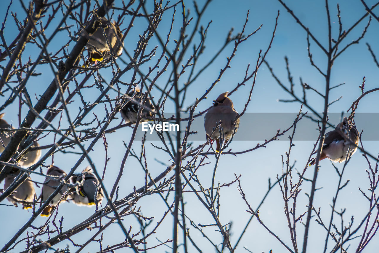 LOW ANGLE VIEW OF BIRDS PERCHING ON TREE AGAINST SKY