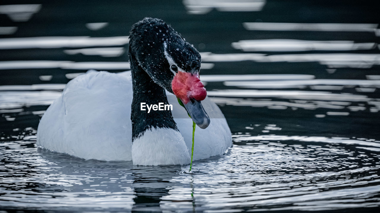 Close-up of swan swimming in lake